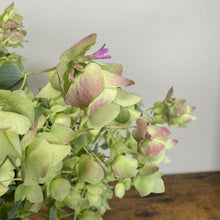 Load image into Gallery viewer, Oregano Kent Beauty perennial plant with green and pink variegated bracts and purple flowers