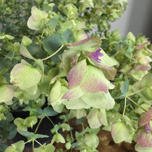 Load image into Gallery viewer, Oregano Kent Beauty plant with colorful green and pink bracts and purple flowers