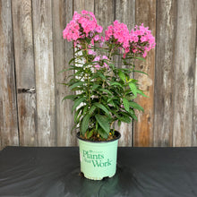 Load image into Gallery viewer, Phlox Garden Candy Store Coral Creme Drop