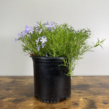 Load image into Gallery viewer, Phlox Creeping Emerald Blue perennial plant with purple flowers in black nursery pot