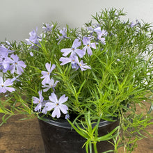 Load image into Gallery viewer, Phlox Creeping Emerald Blue perennial plant with purple flowers in black pot