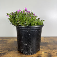 Load image into Gallery viewer, Phlox Creeping Emerald Pink