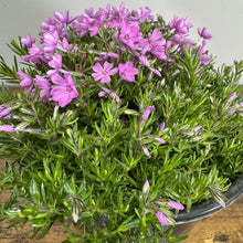 Load image into Gallery viewer, Phlox Creeping Emerald Pink