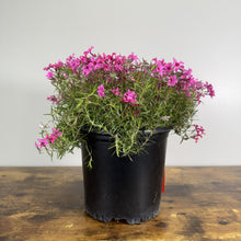 Load image into Gallery viewer, Phlox Creeping Scarlet Flame perennial plant with bright pink flowers in black nursery pot