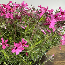 Load image into Gallery viewer, Vibrant pink creeping phlox flowers blooming densely with narrow green foliage in container