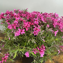 Load image into Gallery viewer, Vibrant pink creeping phlox plant with abundant five-petaled flowers in nursery container