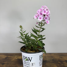 Load image into Gallery viewer, Pink and white phlox flowers blooming in white Proven Winners nursery pot
