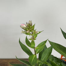 Load image into Gallery viewer, Phlox Garden Luminary Opalescence perennial plant with pink and white flower buds and green foliage