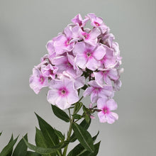 Load image into Gallery viewer, Pink and lavender phlox flowers in dense cluster with green foliage against gray background