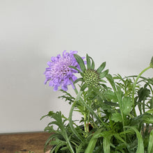 Load image into Gallery viewer, Purple pincushion flower blooming in pot with green foliage and unopened bud