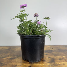 Load image into Gallery viewer, Pincushion flower plant with purple blooms in black nursery pot on wooden surface