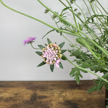 Load image into Gallery viewer, Pink Mist pincushion flower blooming with pale pink petals and green foliage