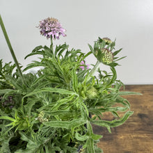 Load image into Gallery viewer, Pincushion flower plant with pink blooms and spiky green foliage in nursery setting