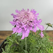Load image into Gallery viewer, Purple pincushion flower blooming in container with ruffled petals and green foliage