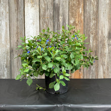 Load image into Gallery viewer, Plumbago perennial plant in black pot with bright blue flowers and green foliage