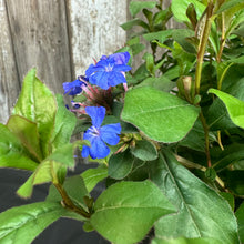 Load image into Gallery viewer, Blue flowering Plumbago perennial plant with vibrant blooms and green serrated leaves