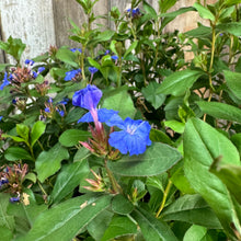 Load image into Gallery viewer, Blue flowering Plumbago perennial plant with vibrant blooms and green foliage in garden setting