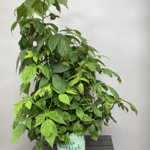 Load image into Gallery viewer, Heritage raspberry plant with serrated green leaves in white decorative pot