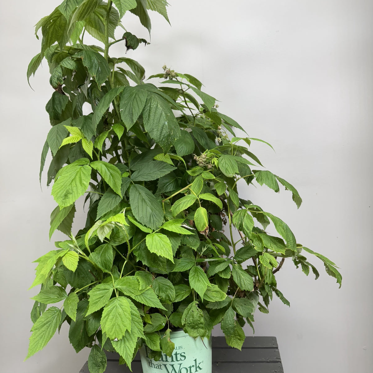 Raspberry Heritage Shrub - Vigorous & Fruitful Growth – Wasson Nursery
