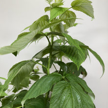 Load image into Gallery viewer, Heritage raspberry plant with green serrated leaves and healthy stems against white background
