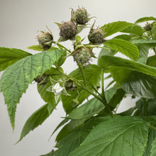 Load image into Gallery viewer, Heritage raspberry plant with developing green fruit clusters and serrated leaves on green stems