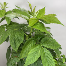 Load image into Gallery viewer, Young raspberry plant with bright green serrated leaves in palmate clusters