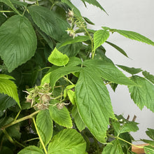 Load image into Gallery viewer, Heritage raspberry plant with serrated green leaves and developing fruit clusters