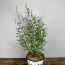 Load image into Gallery viewer, Russian Sage Denim 'n Lace perennial plant in black pot with purple flower spikes