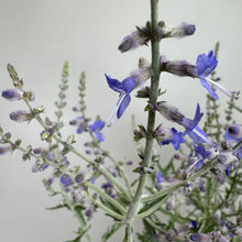 Load image into Gallery viewer, Russian Sage Denim 'n Lace perennial with blue-purple flowers and silvery fuzzy stems
