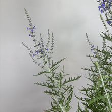 Load image into Gallery viewer, Russian Sage Denim 'n Lace perennial with purple-blue flower spikes and silvery-green foliage