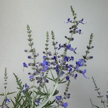 Load image into Gallery viewer, Russian Sage Denim 'n Lace perennial plant with purple-blue flowers on tall spikes
