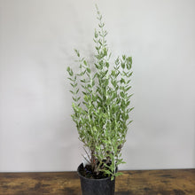 Load image into Gallery viewer, Russian Sage Little Spire perennial plant in black nursery pot with silvery-green foliage