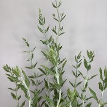 Load image into Gallery viewer, Russian Sage Little Spire perennial plant with silvery-green foliage and upright stems