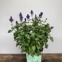 Load image into Gallery viewer, Sage Blue Marvel perennial plant with purple flower spikes in mint green container