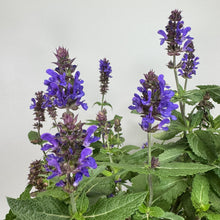 Load image into Gallery viewer, Sage Blue Marvel perennial plant with vibrant purple-blue flower spikes and textured green leaves