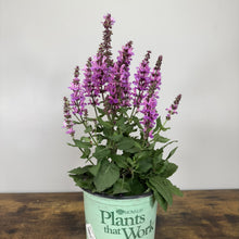 Load image into Gallery viewer, Purple flowering Sage Rose Marvel perennial plant in green Novalis nursery container