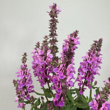 Load image into Gallery viewer, Purple flowering Sage Rose Marvel perennial plant with tall spikes of violet blooms