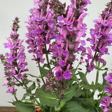 Load image into Gallery viewer, Purple flowering Sage Rose Marvel perennial plant with tall spikes and green foliage