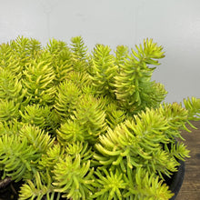 Load image into Gallery viewer, Dense cluster of bright chartreuse Stonecrop Angelina succulent with needle-like foliage in container