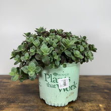Load image into Gallery viewer, Stonecrop Sunsparkler Lime Zinger succulent with green rosette leaves in nursery pot