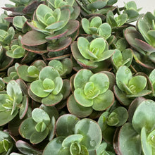 Load image into Gallery viewer, Dense cluster of Stonecrop Sunsparkler Lime Zinger succulent plants with green rosettes and red-edged leaves
