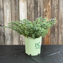 Load image into Gallery viewer, Stonecrop Steel the Show perennial plant with blue-green succulent foliage in green nursery pot