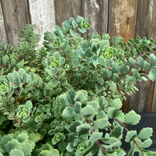Load image into Gallery viewer, Healthy green Stonecrop Steel the Show perennial plants with thick succulent leaves in rosette formation
