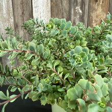 Load image into Gallery viewer, Stonecrop Steel the Show perennial plant with thick succulent green leaves in container