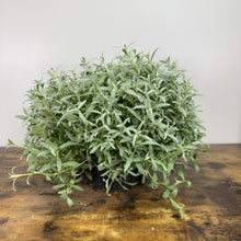 Load image into Gallery viewer, Snow-in-Summer