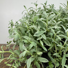 Load image into Gallery viewer, Snow-in-Summer