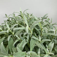 Load image into Gallery viewer, Snow-in-Summer