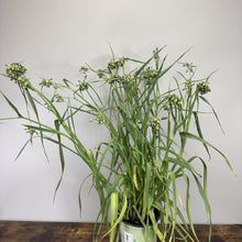 Load image into Gallery viewer, Spiderwort Ohio perennial plant with long green leaves and small clustered flower buds in nursery pot