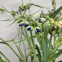 Load image into Gallery viewer, Spiderwort Ohio perennial plant with blue three-petaled flowers and long green grass-like leaves