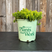 Load image into Gallery viewer, Stonecrop Angelina succulent plant with bright green needle-like foliage in nursery pot